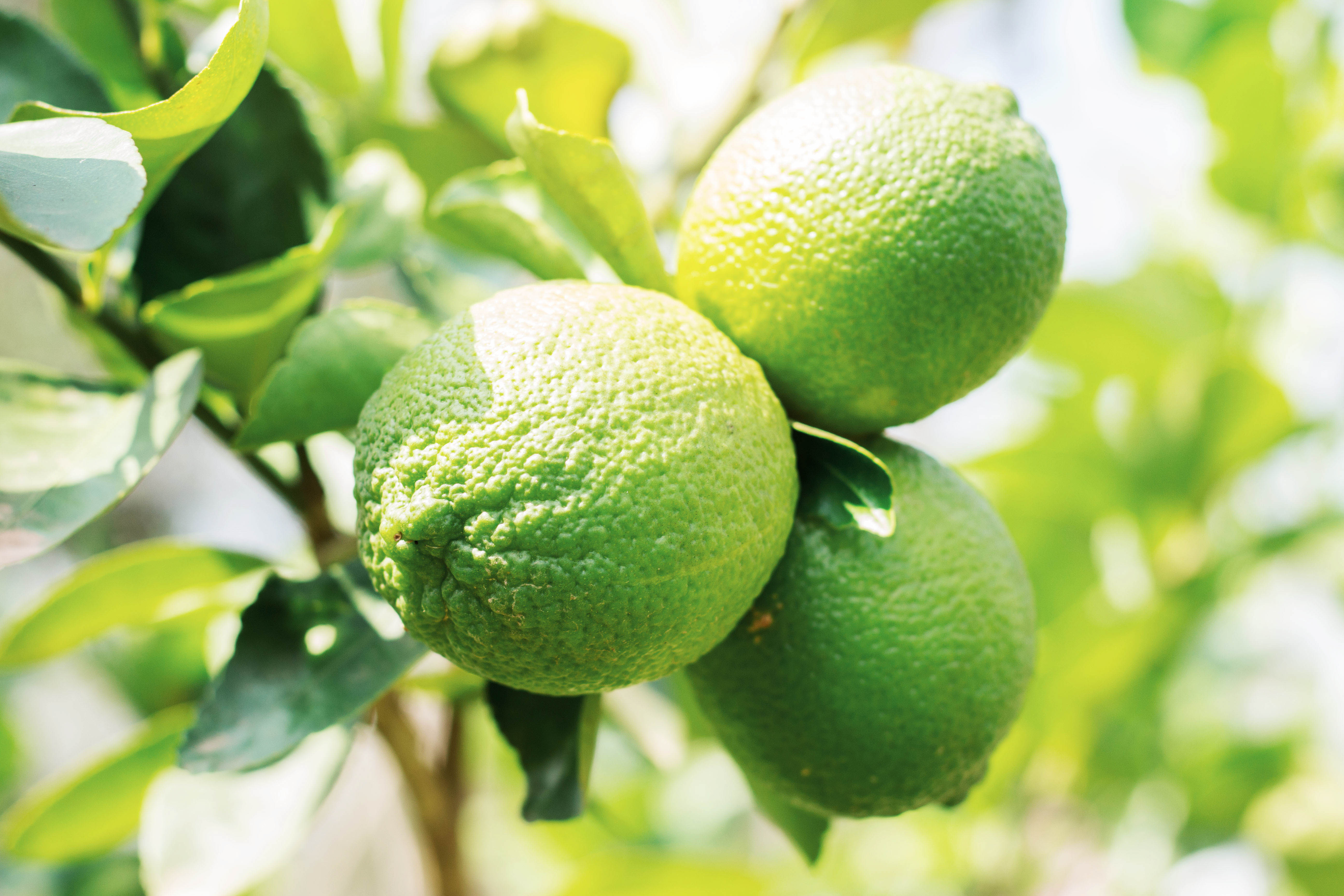 How to Grow a Lime Tree