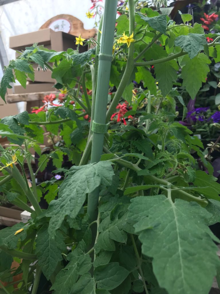 Growing Tomatoes in Containers