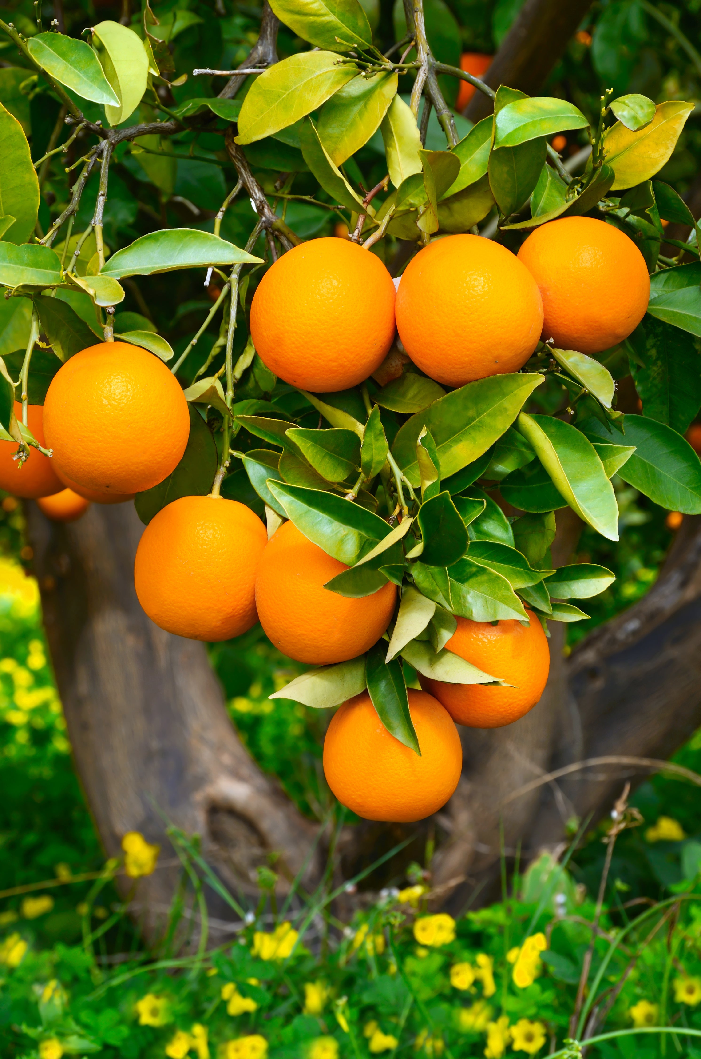 How to Grow an Orange Tree