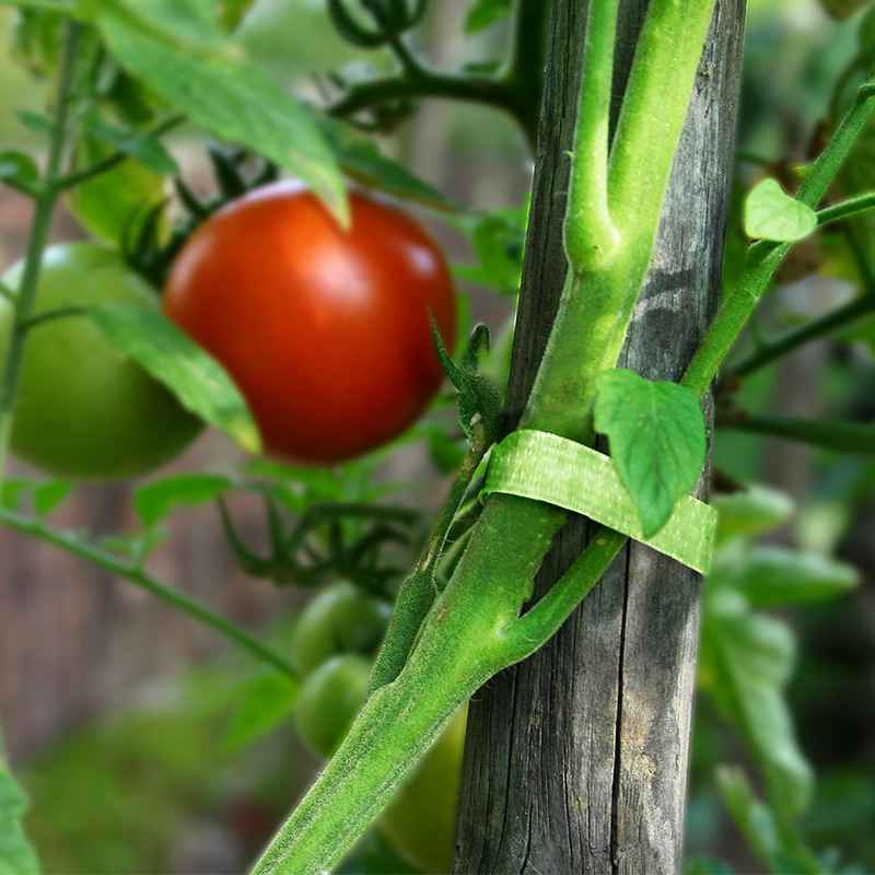 March Gardening Jobs - Tomatoes