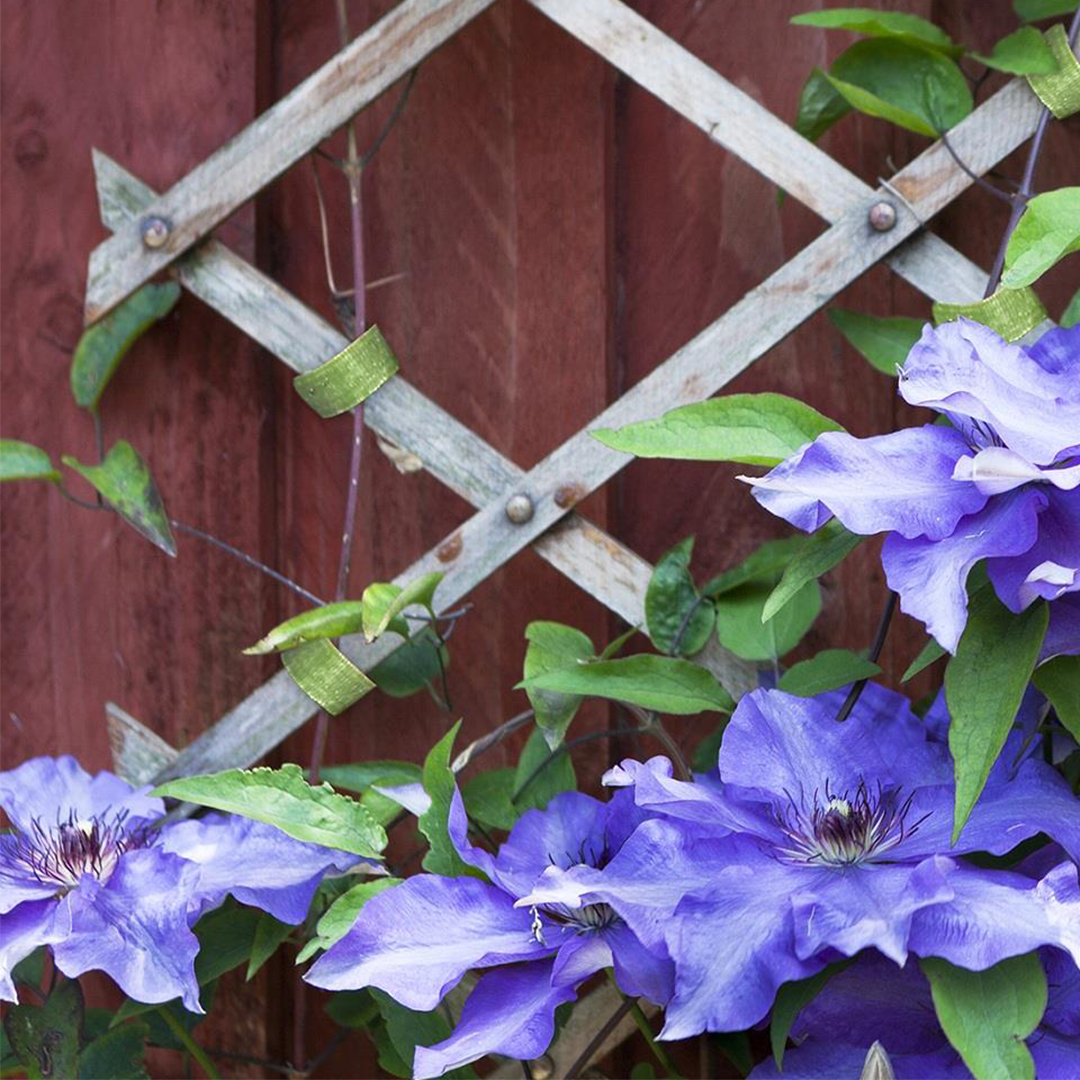 Support Vines on a Trellis