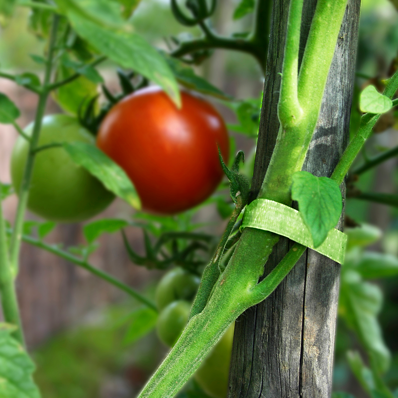 Tomato Plant Supports