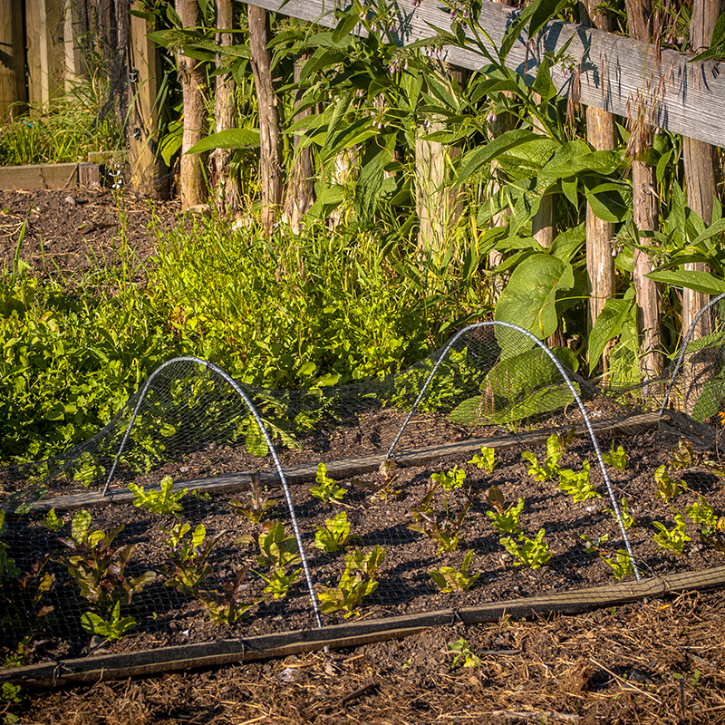 Tips for Growing a Vegetable Garden