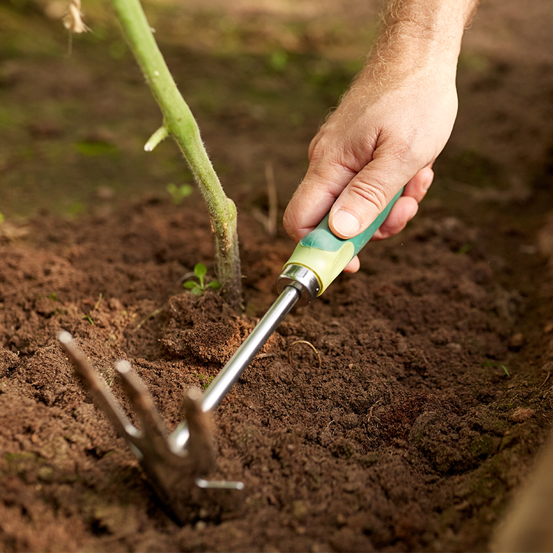 Tips for Planting a Vegetable Garden