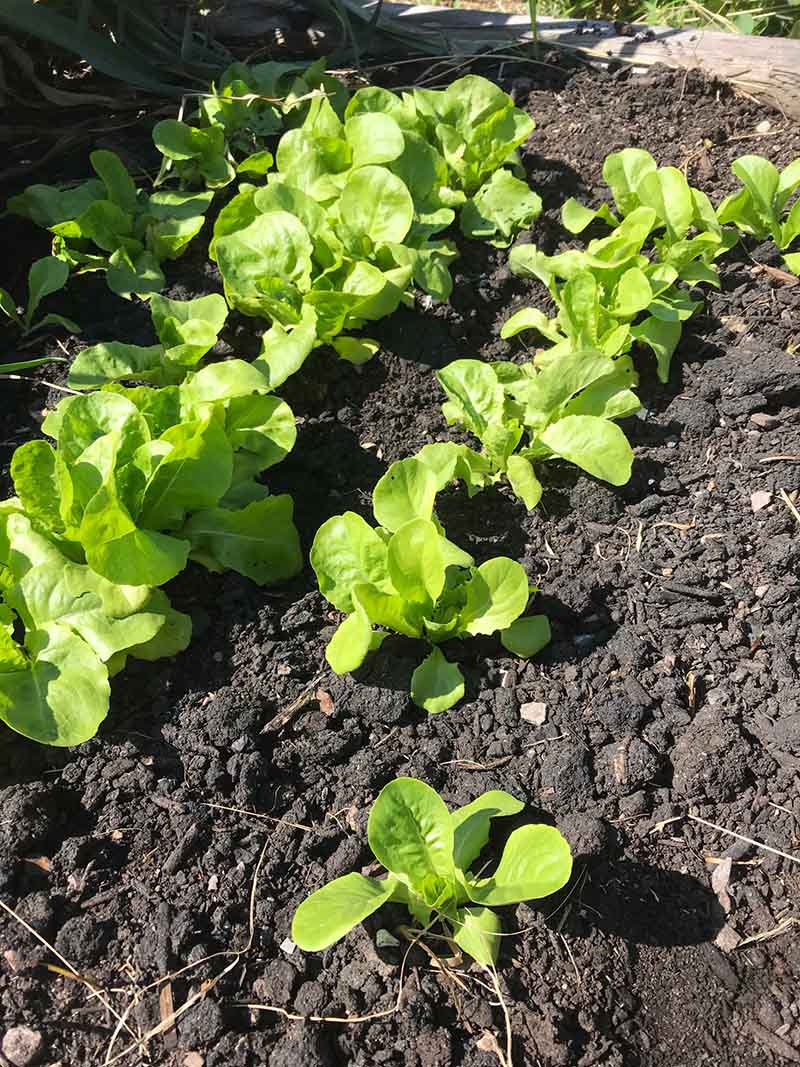 Winter Vegetable Gardening - Lettuce