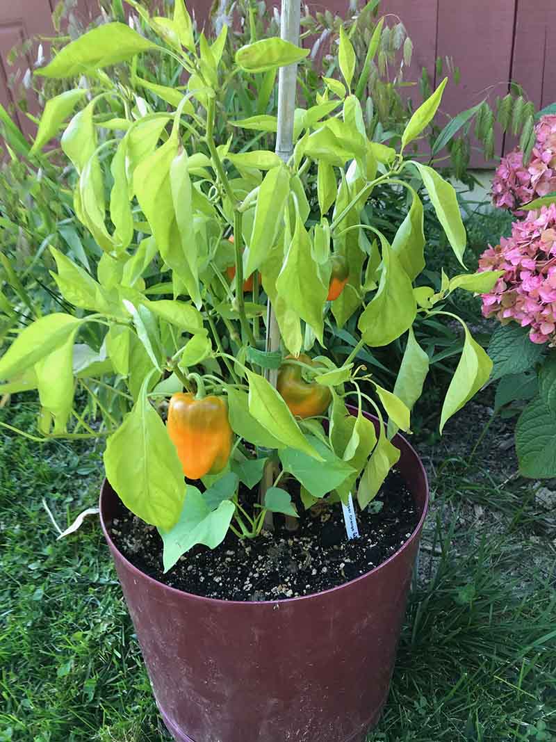 Winter Vegetable Gardening - Peppers