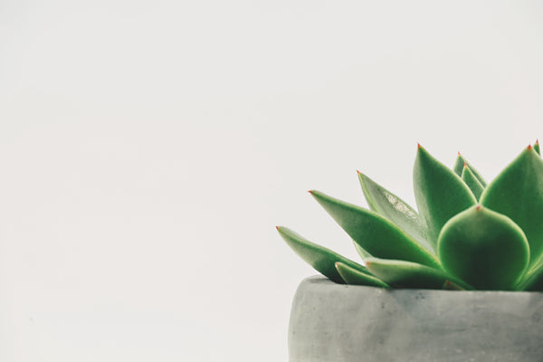 Agave Plant in Concrete Pot