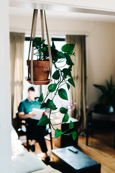 Devils Ivy Devils Vine Golden Pothos Vine Hanging Pot