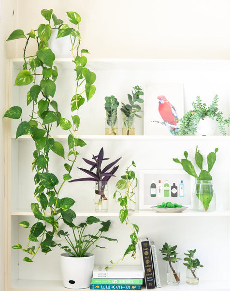 Plants in Storage Unit Display