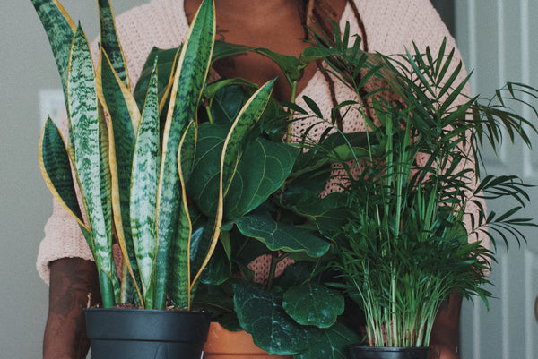 Snake Plant, Fiddle Leaf Fig, Palm Pots 