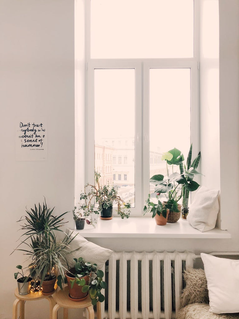 Windowsill plants