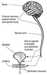 Overactive bladder image of nerves