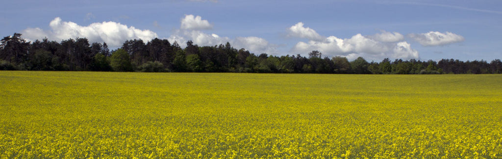 yellow large mustard fields in bloom