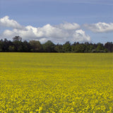 yellow mustard fields in bloom