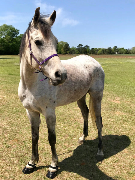 A grey horse wearing Scoot Boots standing in a grass paddock