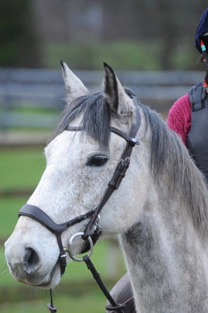 Keeping the Ridden Horse Barefoot- the First Step