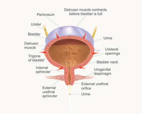 Female bladder anatomy