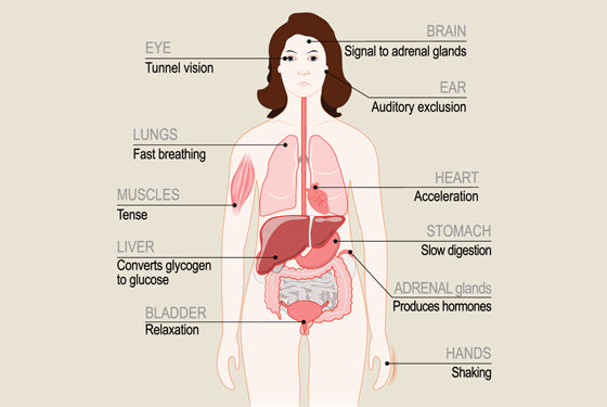 Stress & Cortisol Effects