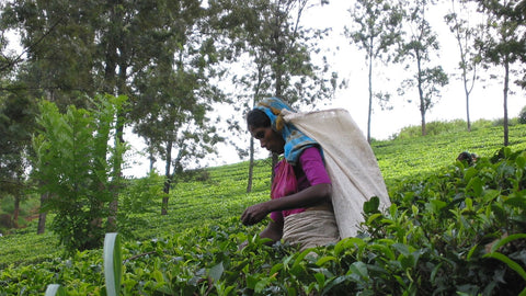 Sri Lanka Tea Plantation | Tandem Tea Company | New Orleans Tea Purveyors