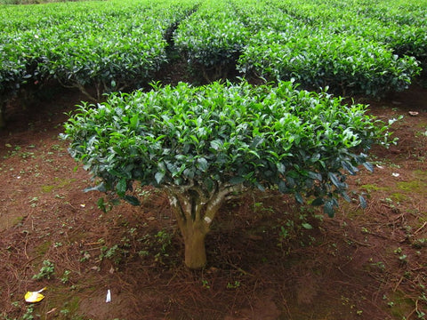 camellia sinensis tea bush
