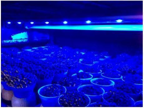 4ft t8 led grow light bulbs