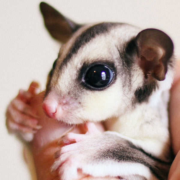 sugar glider gravy