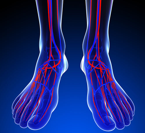 foot circulatory system illustration