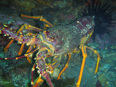 Crayfish - Vilo Blog
