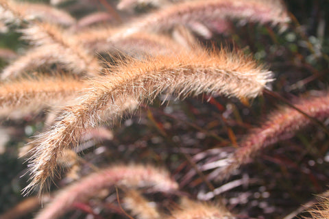 Pennisetum x advena rubrum