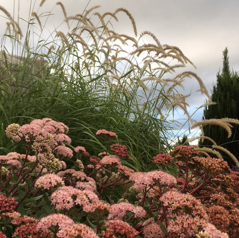 Pennisetum 'Tall Tails' in our garden planted in combination with Sedum 'Matrona'.