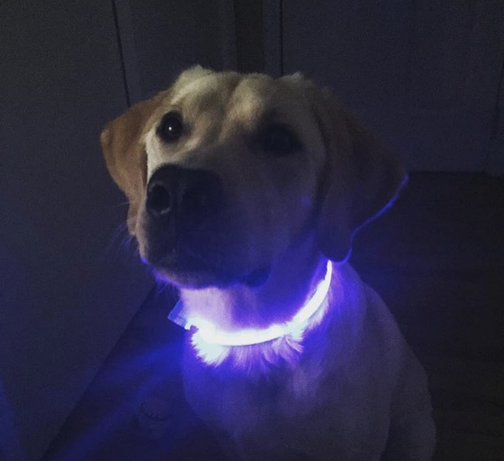 purple led dog collar