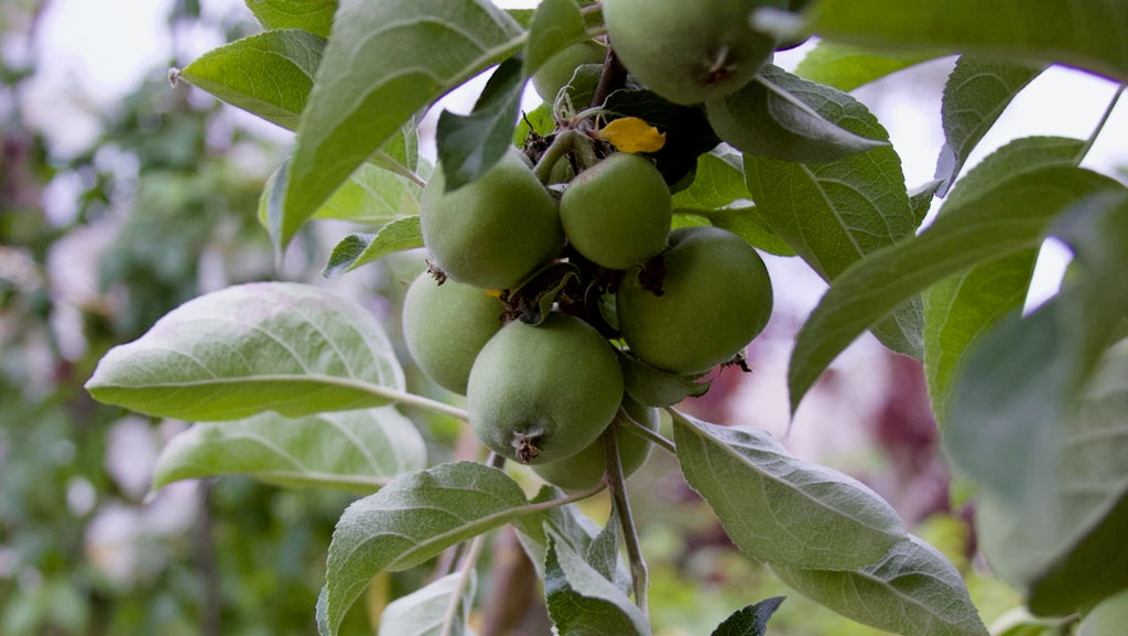 Crowded Apples