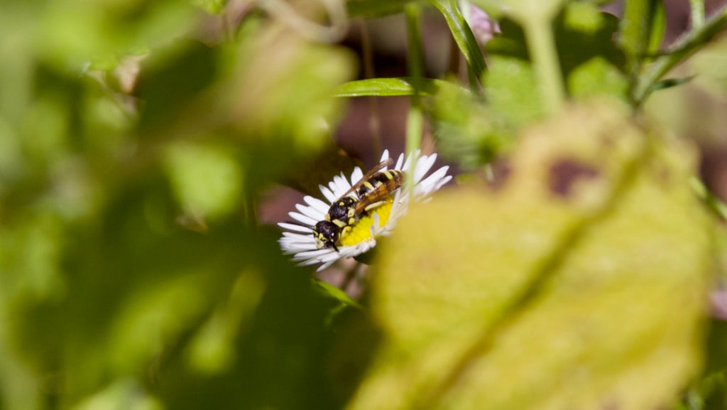 maybe a wasp on erigeron