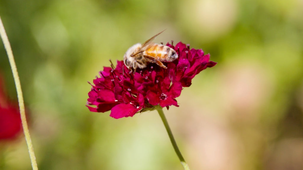 honey bee on scabiosa