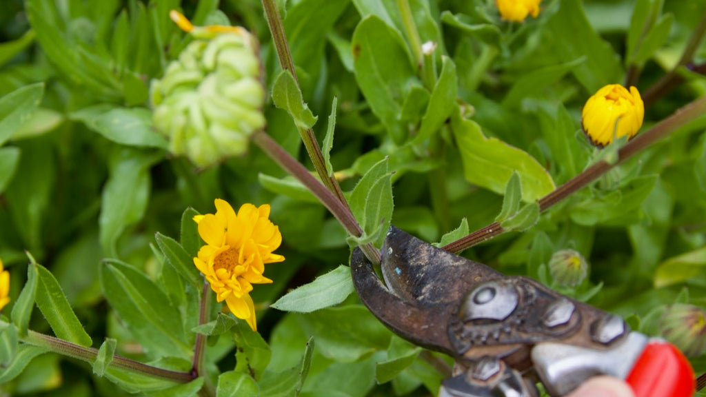 deadheading calendula