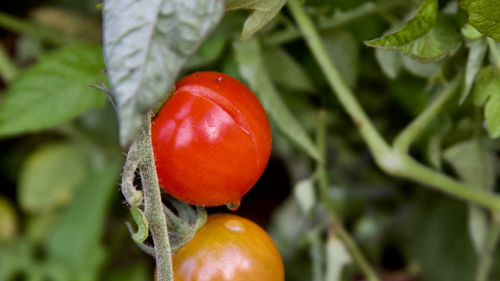 cracking tomato