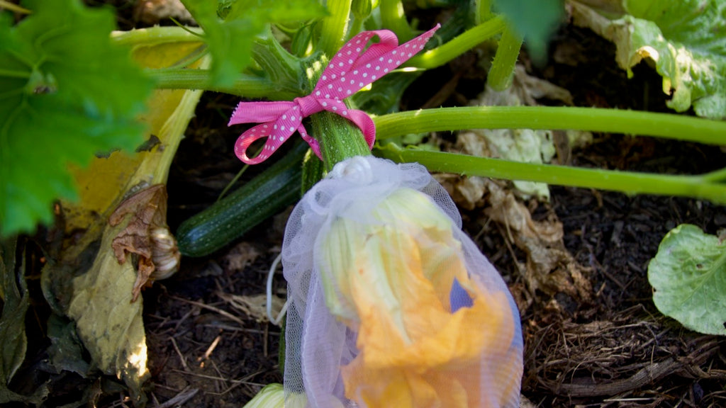 netted pollinated zucchini flower