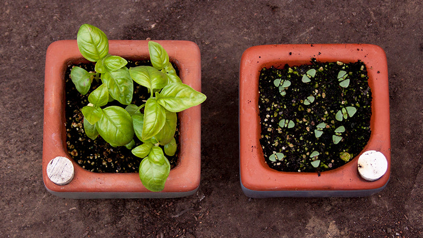 basil from seed