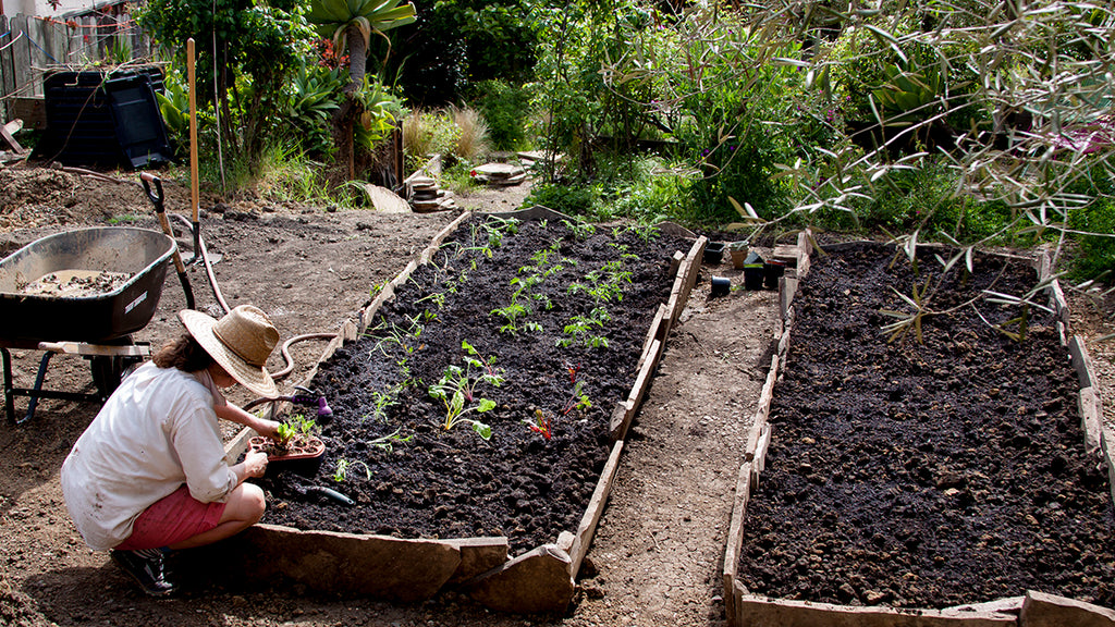 planting veggie beds