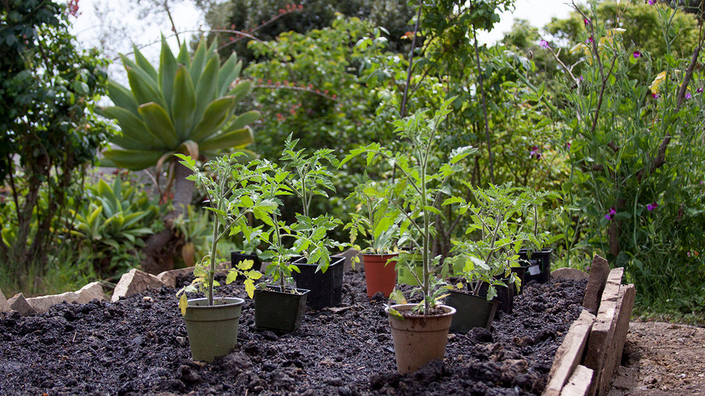 tomato transplants