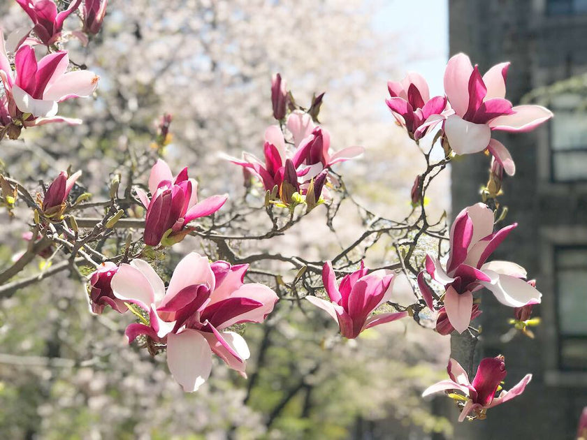 Instagram Worthy Flowers To See In Korea After The Cherry Blossoms Fal Snackfever