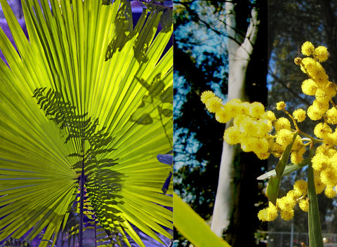 Fan palm frond and Australian golden wattle blossoms
