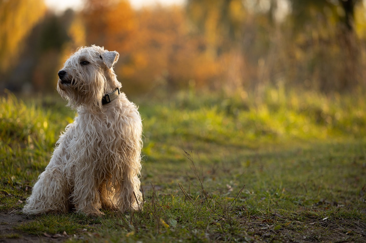 what color are soft coated wheaten terrier dogs