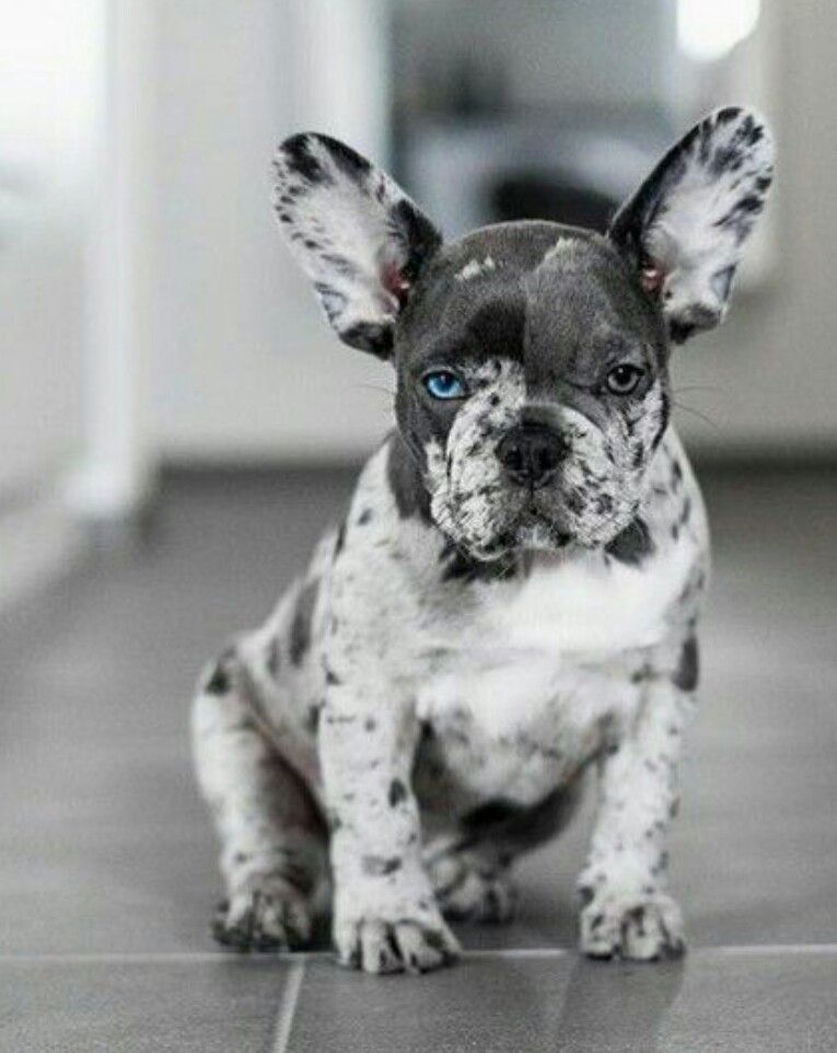 light gray french bulldog