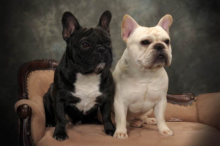 Is Your Frenchie Overweight? Check out 