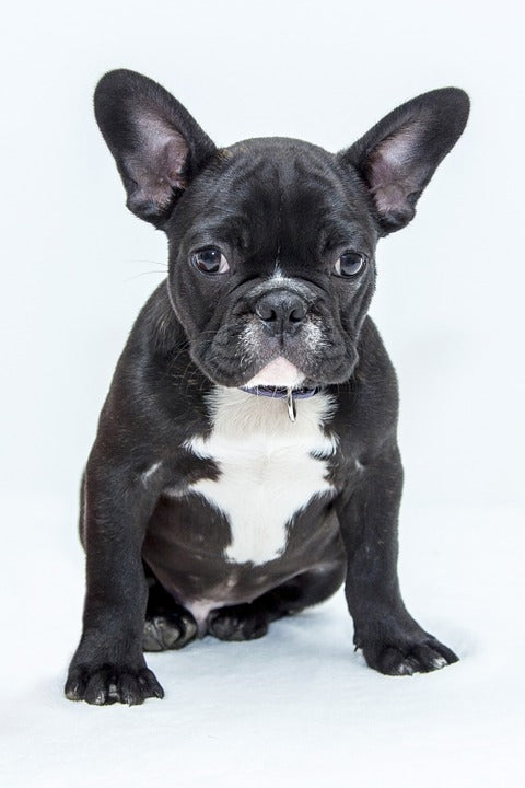 french bulldogs to adopt near me