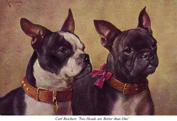 over the top french bulldogs