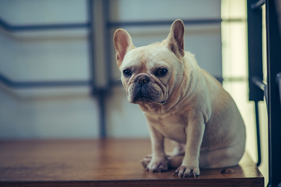 shaved french bulldog