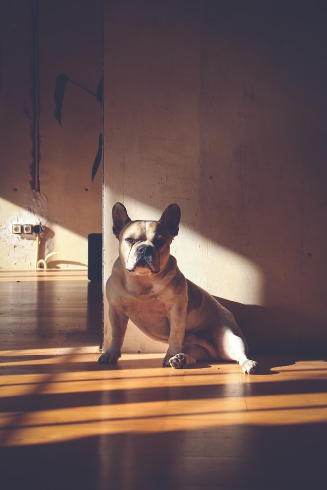 french bulldog hips