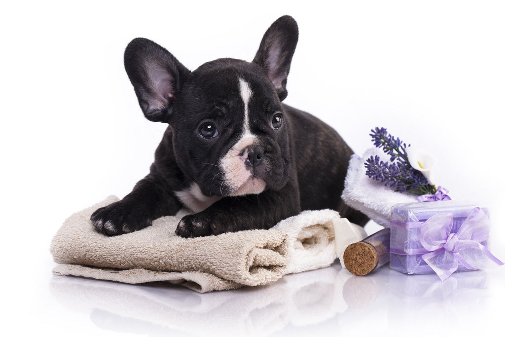 Do French Bulldogs Smell? – Frenchie 